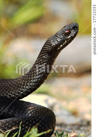 Black viper standing Black viper standing 17713333