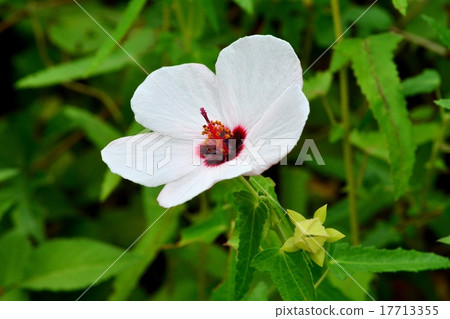 Takasago Fuyo Takasago Fuyo 17713355