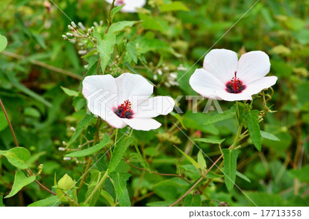 Takasago Fuyo 17713358