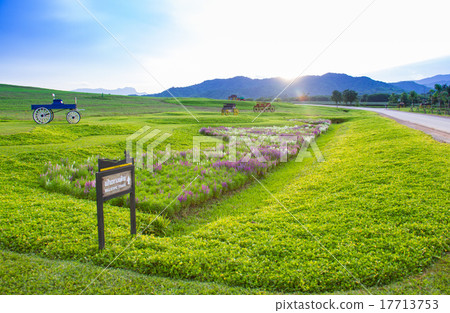 Beautiful landscape Historic carriage in flower  17713753