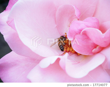 玫瑰和蜜蜂 玫瑰和蜜蜂 17714077
