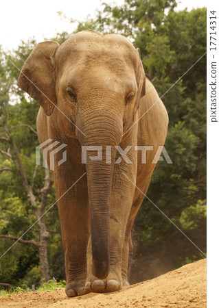 亞洲大象 17714314