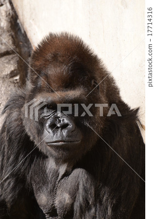 Nishi Roland大猩猩 17714316