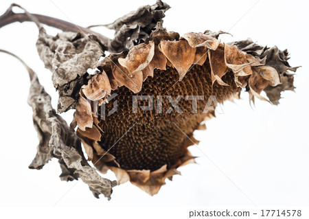 Withered sunflower head in winter 17714578