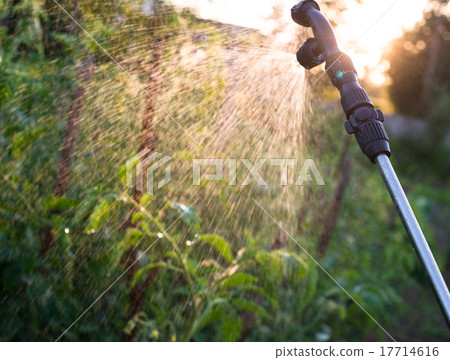 Garden sprayer spraying water over young tomatoes 17714616