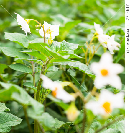 Blooming potato plants 17714617