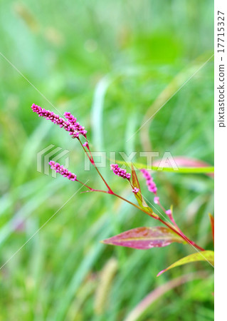 Persicaria longise Persicaria longise 17715327