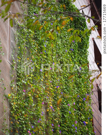 Late autumn green curtain 17715669