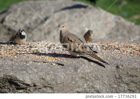 Nage Kebat Mourning dove Nage Kebat Mourning dove 17716291