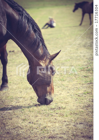 Closeup of majestic graceful brown horse 17716304