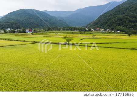 黃金稻浪 17716686