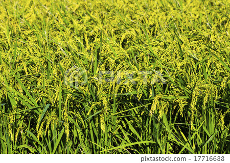 黃金稻浪 17716688