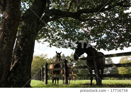 牧場風光 牧場風光 17716736