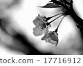 Cherry Blossoms	 17716912