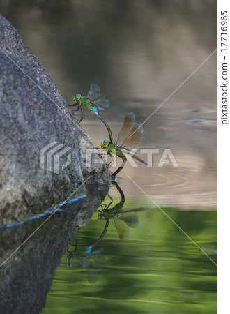 ANAX帕泰諾佩朱利葉斯 17716965