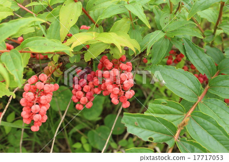 The vine poison tree nut 17717053