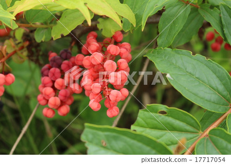 Frozen fruit Frozen fruit 17717054