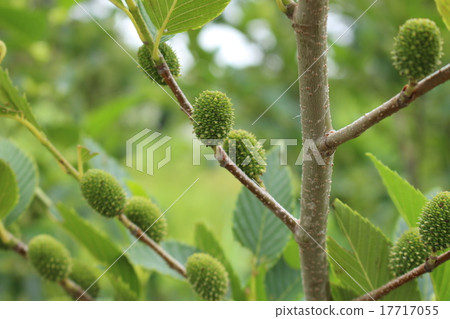 Blue fruit of green 17717055