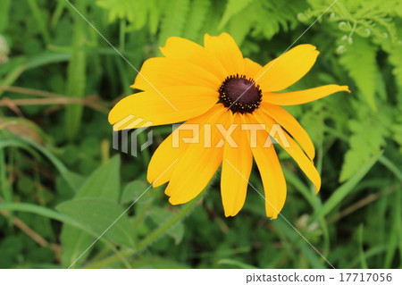 它刷毛抗魂草 17717056