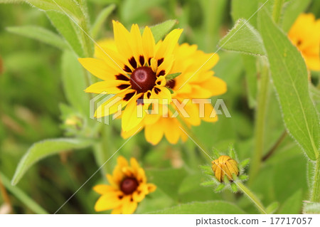 它刷毛抗魂草 17717057