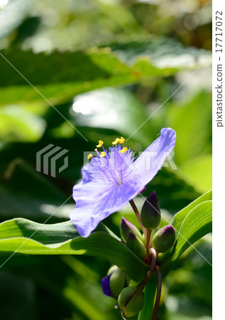  Murasakiyukusa 17717072