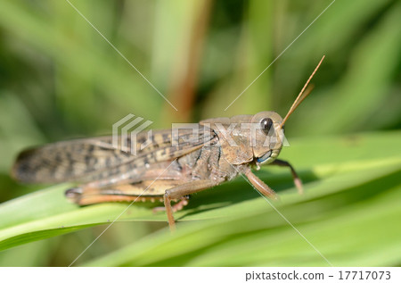 Brown sea buckthorn · Tadashi Mikoto Brown sea buckthorn · Tadashi Mikoto 17717073