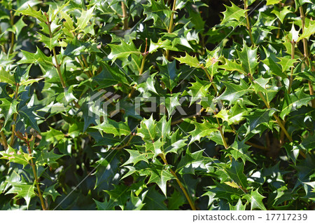 冬青樹（Hiiragi） 17717239