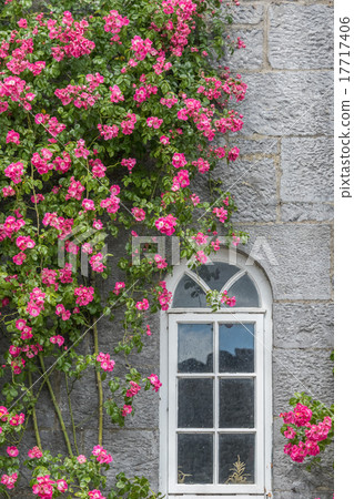 Flowers and windows blooming in rocks of the wall Deadhead of the stone 17717406