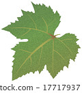 grape leaves 17717937