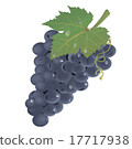 Grape 17717938