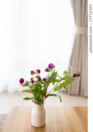 Sennishiba，Sengoku 17718163