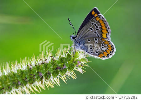 butterfly grey orange 17718292