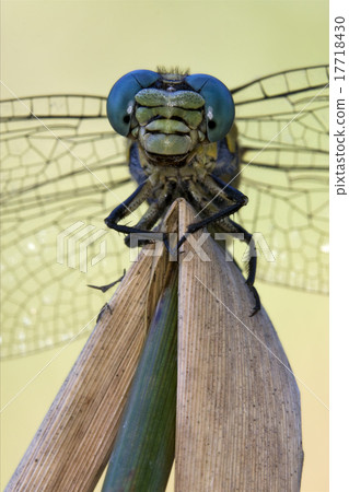 front of wild yellow anax imperator front of wild yellow anax imperator 17718430