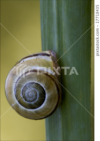 gastropoda phyla minori gastropoda phyla minori 17718435