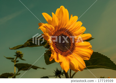 Vintage effect  sunflower 17719509