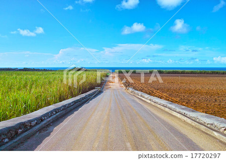 甘蔗領域有海視圖，農場馬路和藍天 17720297