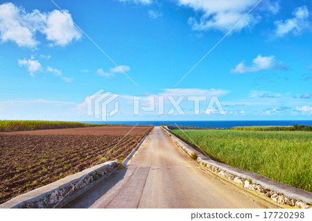 Sugarcane field with sea view, farm road and blue sky 17720298