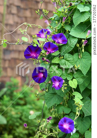 September flower morning glory 63 purple bamboo garden 17720362