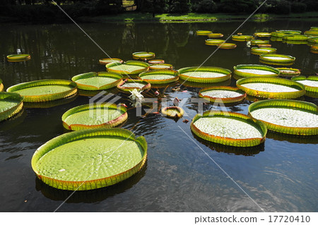 September Flowers Paraguayan onbus · Lily family 05 Jindai Botanic Gardens 17720410
