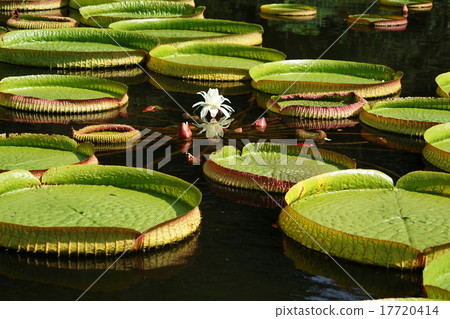 September flower Paraguayanibas · lily family 09 Jindai Botanic Gardens 17720414