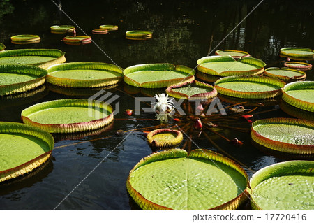 September flower Paraguayan onbus · lily family Department 11 mediant botanical park 17720416