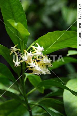 Hoya Muruti Flora 17720496