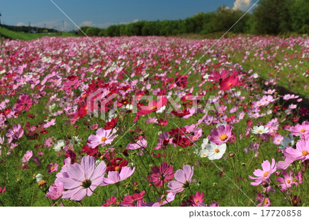 Cosmos Cosmos 17720858