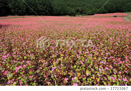 紅蕎麥麵沒有佐藤 17721067