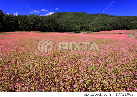 紅蕎麥麵沒有佐藤 17721068