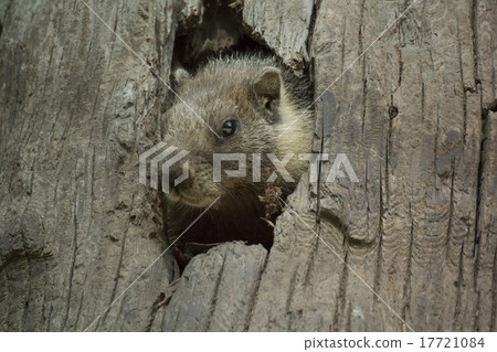 Marmot of Sequoia National Park 17721084