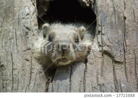 紅杉國家公園的土撥鼠 17721088