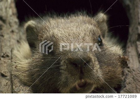 Marmot of Sequoia National Park 17721089