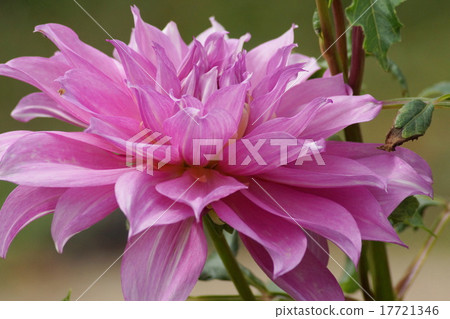 Dahlia peach color Dahlia peach color 17721346