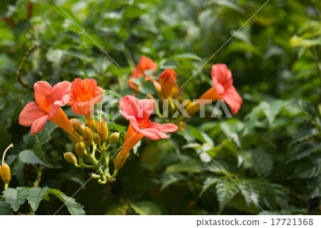 American novi Kazura 17721368